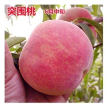 突围桃树苗，品种正，产量高。包邮包活，包品种