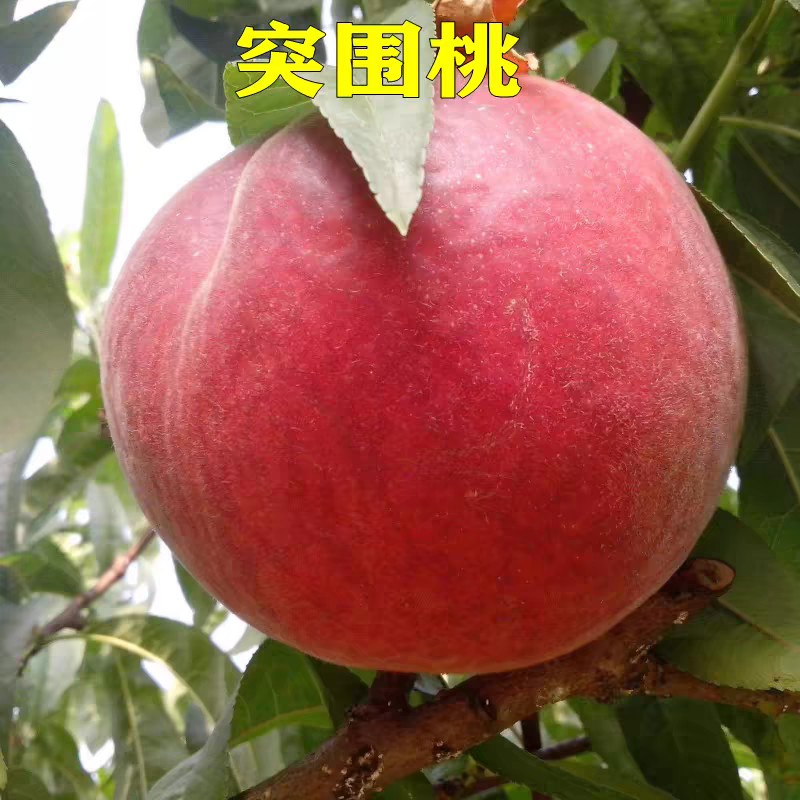 突围桃树苗，品种正，产量高。包邮包活，包品种