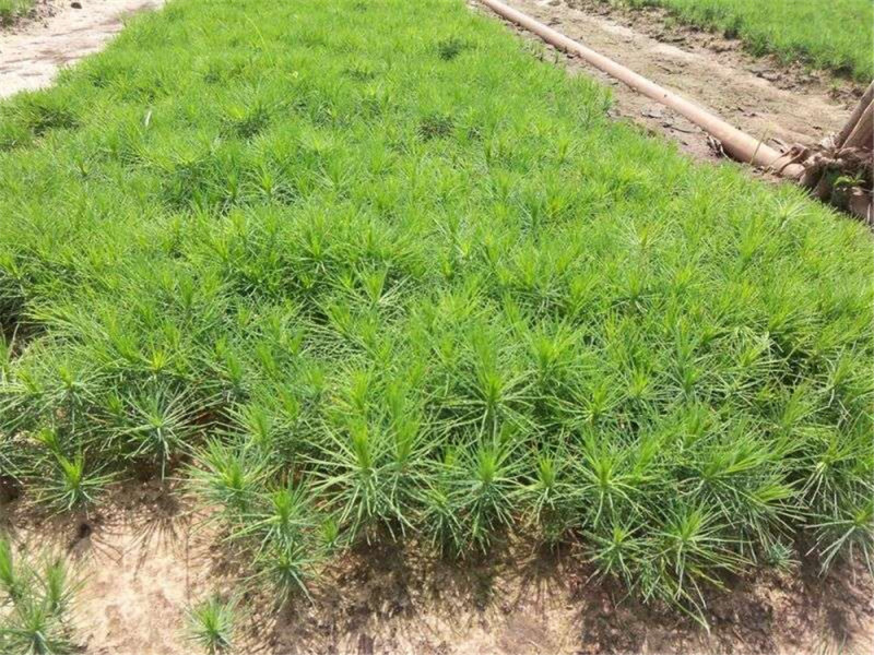 精品油松种子