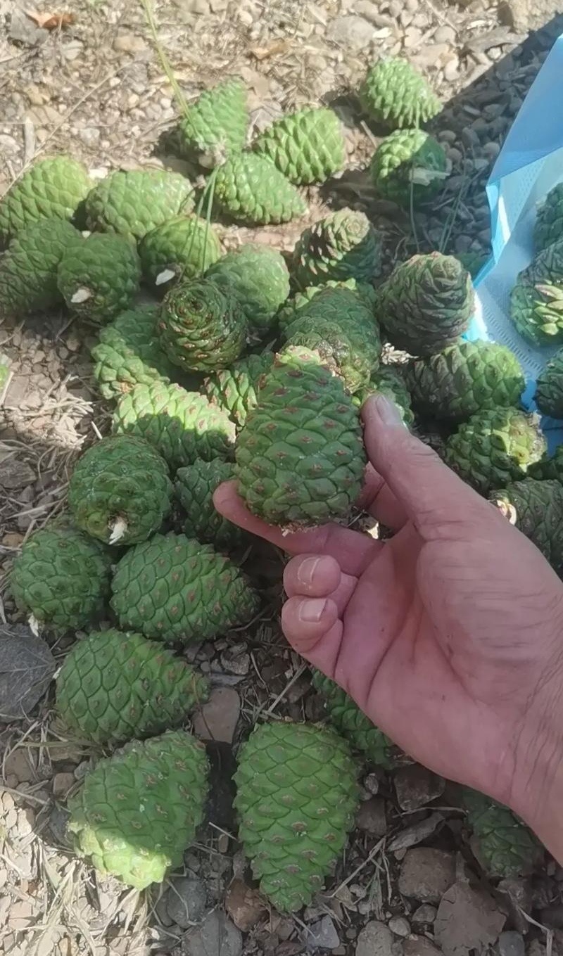 精品油松种子