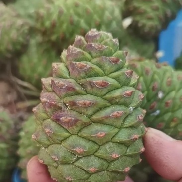精品油松种子