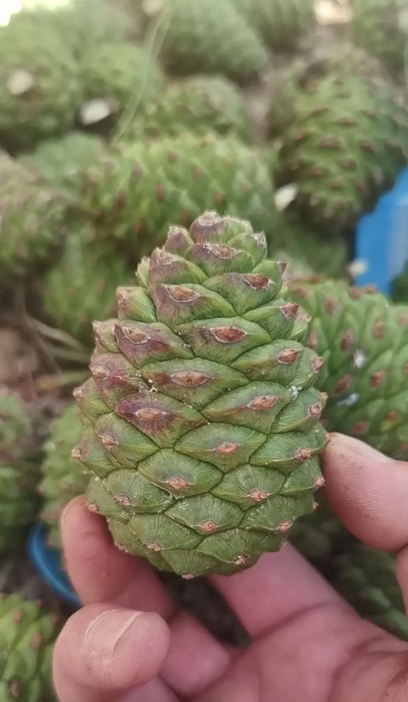 精品油松种子
