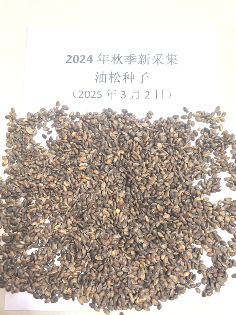 精品油松种子