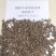 精品油松种子