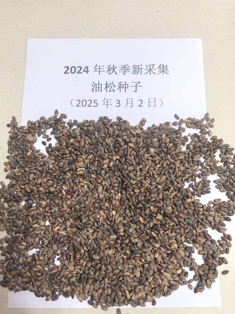 精品油松种子