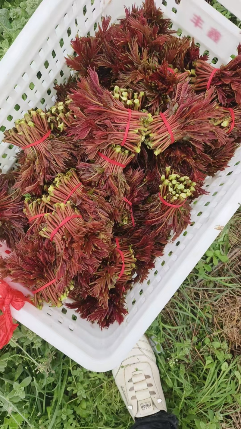 香椿芽红香椿叶四川达州大量现货供应全国发货联系电话沟通