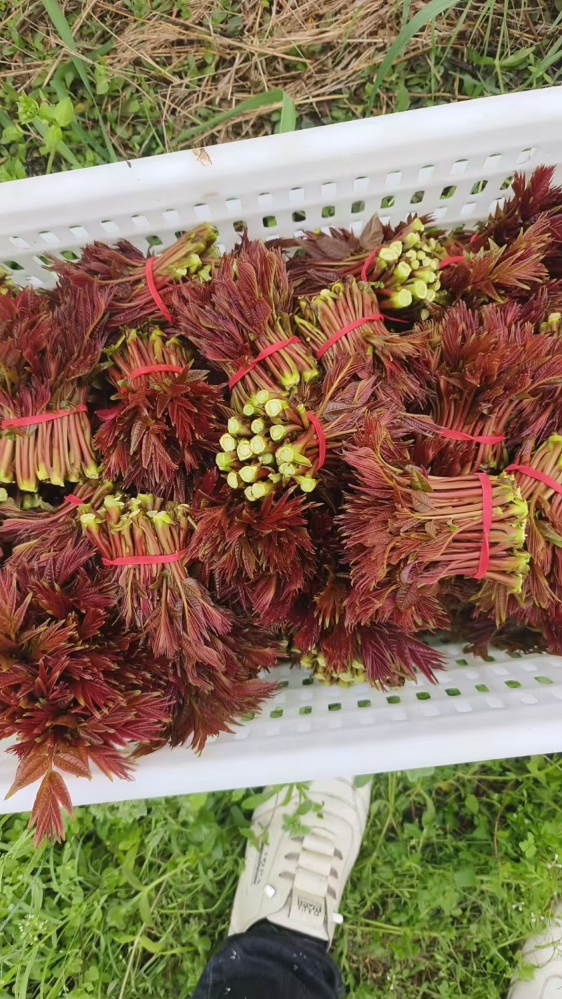 香椿芽红香椿叶四川达州大量现货供应全国发货联系电话沟通