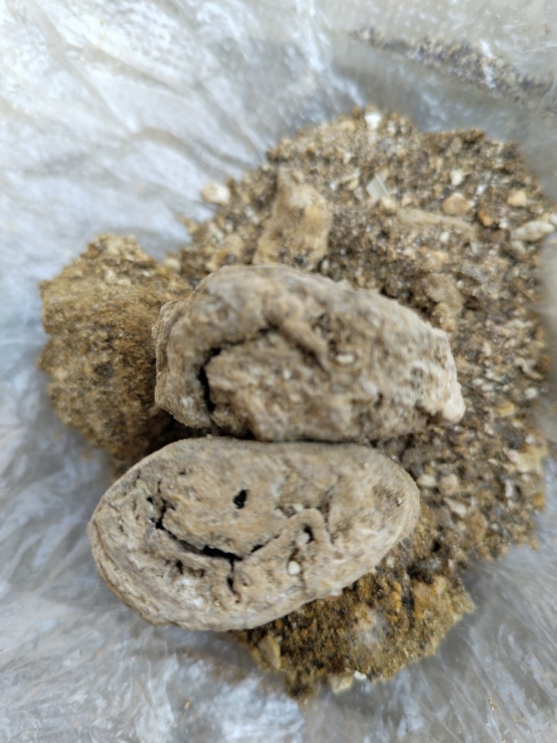 天然牛黄