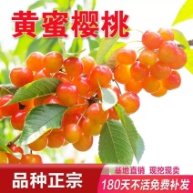 黄密樱桃苗，品种好，产量高，好管理，包邮包活包品种