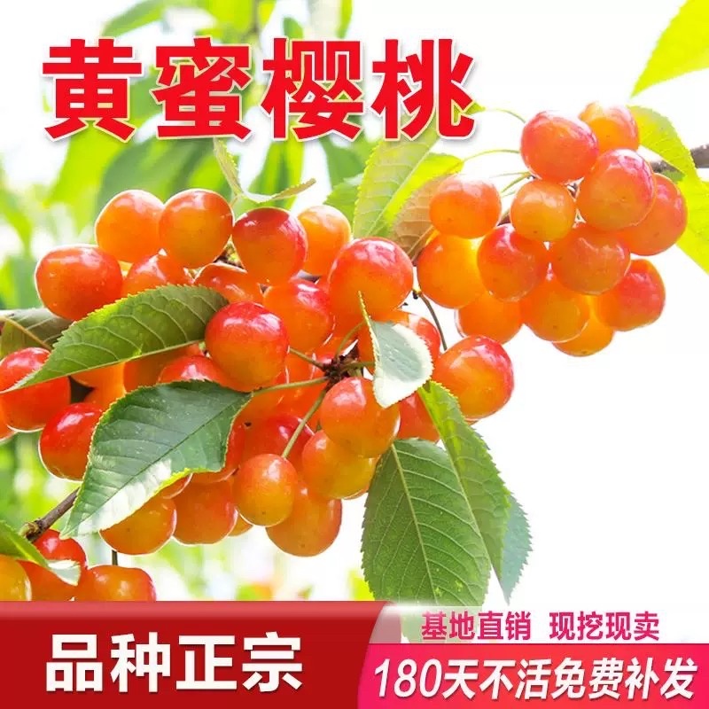 黄密樱桃苗，品种好，产量高，好管理，包邮包活包品种
