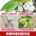 黄密樱桃苗，品种好，产量高，好管理，包邮包活包品种