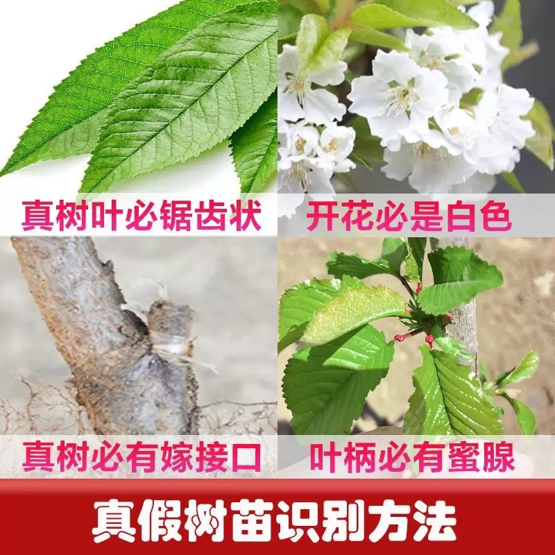 黄密樱桃苗，品种好，产量高，好管理，包邮包活包品种