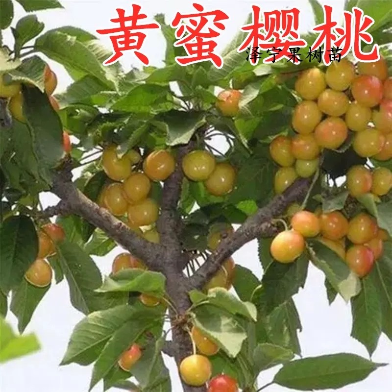 黄密樱桃苗，品种好，产量高，好管理，包邮包活包品种