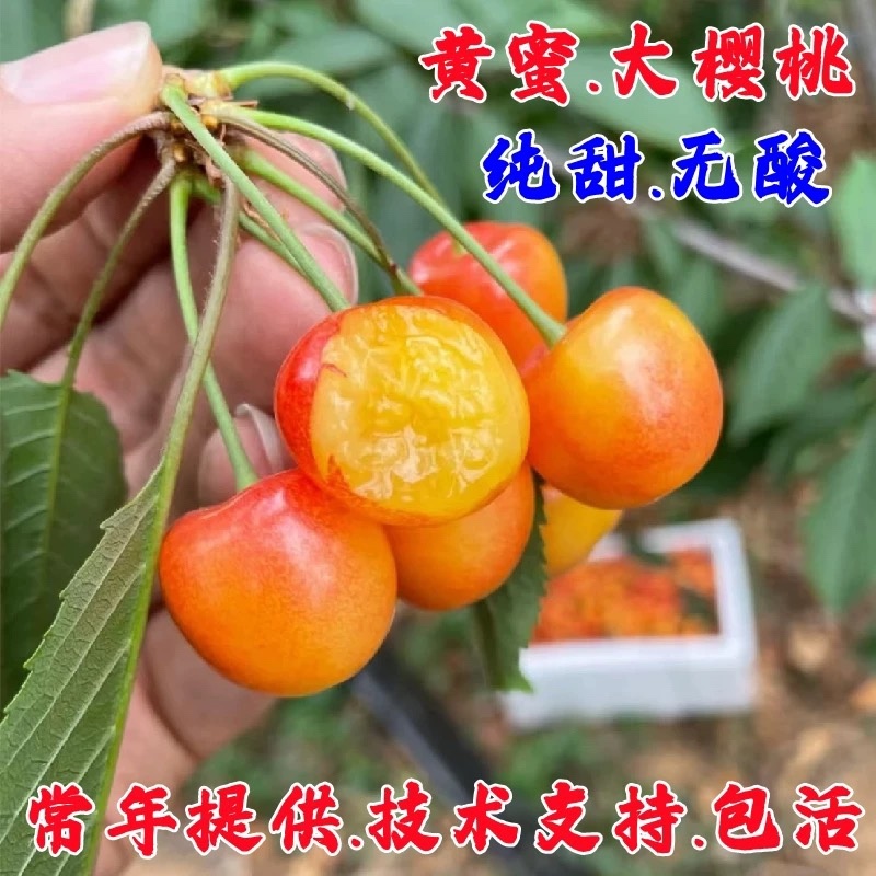 黄密樱桃苗，品种好，产量高，好管理，包邮包活包品种