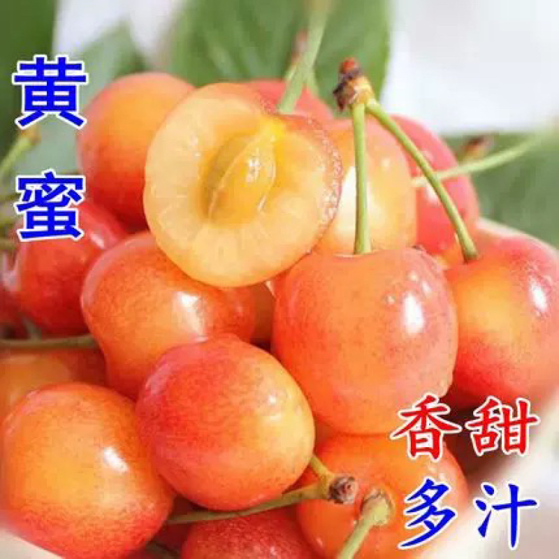 黄密樱桃苗，品种好，产量高，好管理，包邮包活包品种