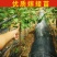 黄密樱桃苗，品种好，产量高，好管理，包邮包活包品种