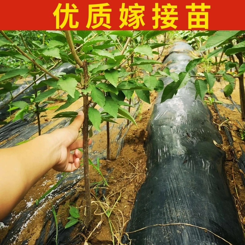 黄密樱桃苗，品种好，产量高，好管理，包邮包活包品种