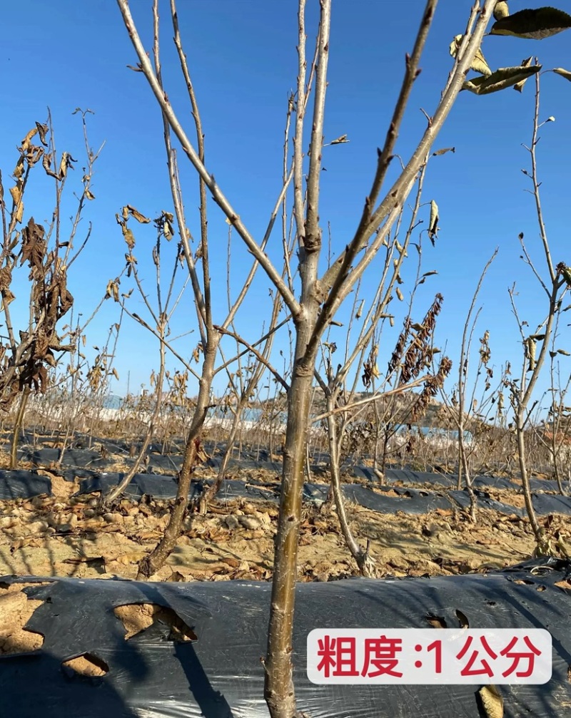 黄密樱桃苗，品种好，产量高，好管理，包邮包活包品种