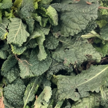 荔枝草，水洗货