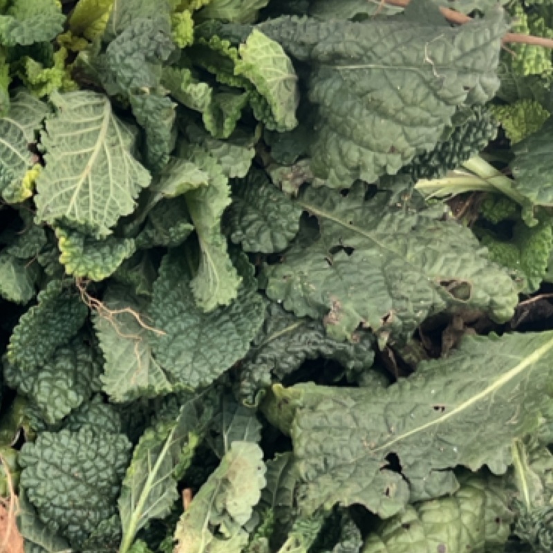荔枝草，水洗货