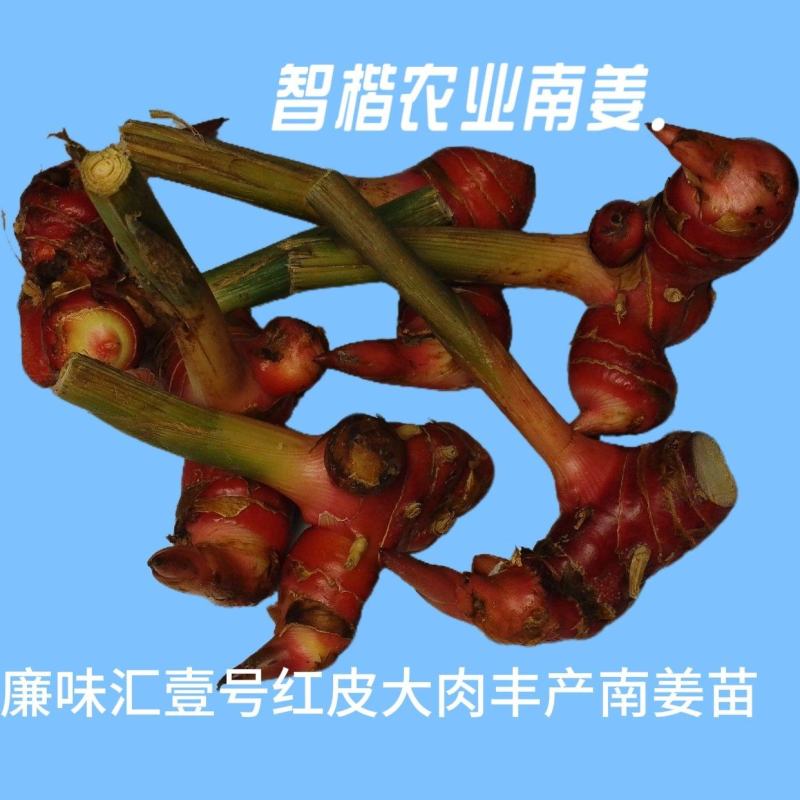 廉味汇南姜苗