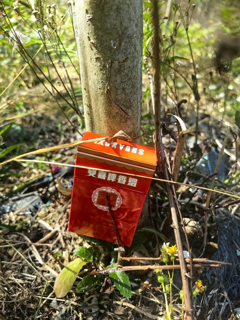 红火箭细叶紫薇