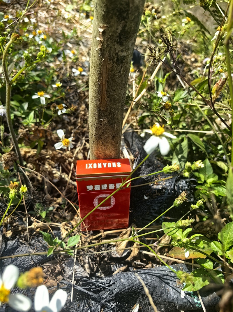 红火箭细叶紫薇