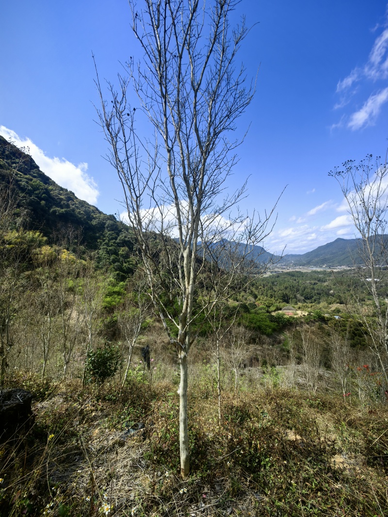 红火箭细叶紫薇
