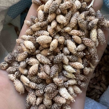 脱刺苍耳七吨，双仓正品，产地山东