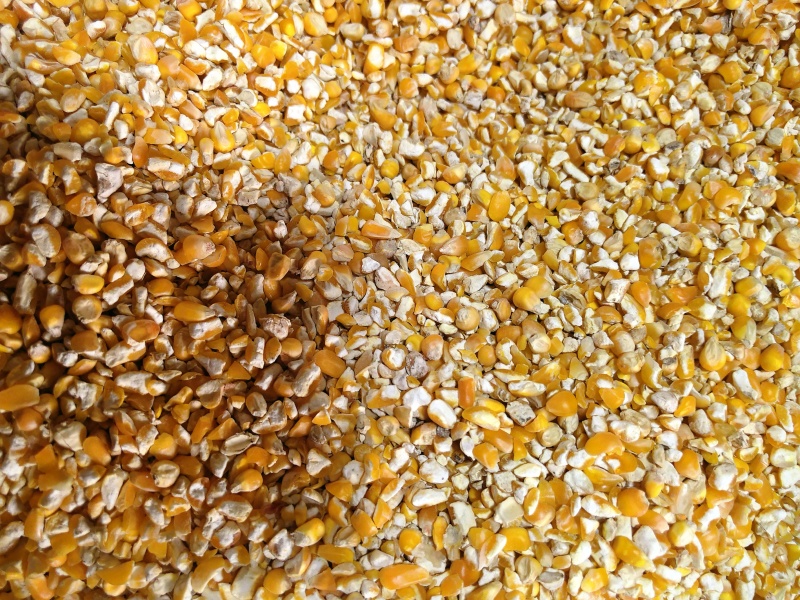 厂家直销净料碎玉米，无中间商赚差价，鸡鸭鹅牛羊鱼虾蟹等都适用