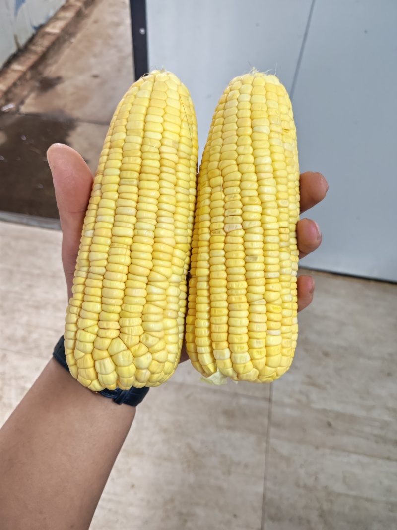 水果玉米工厂货电商货大量供应货源充足自有档口长期供应