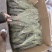 独角金