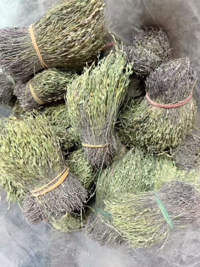 独角金