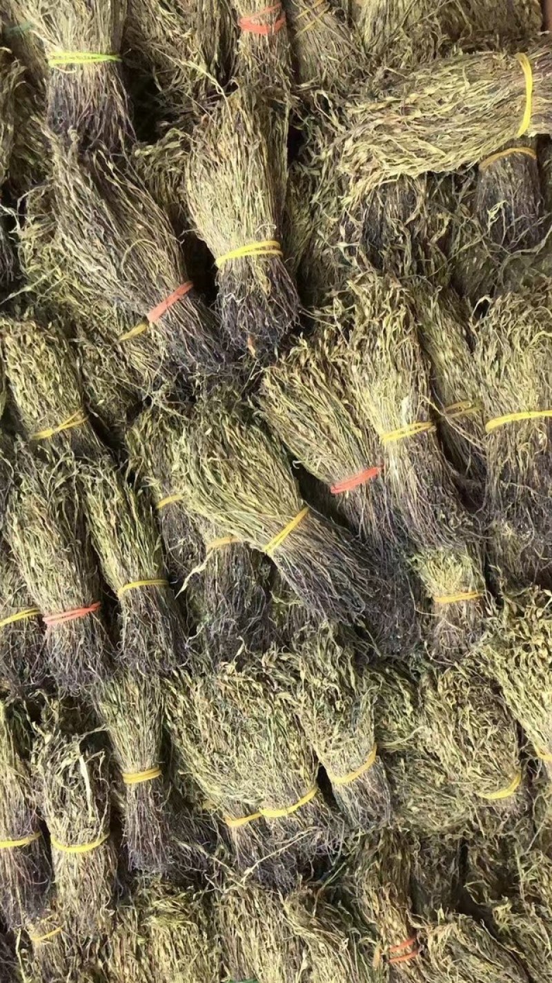 独角金
