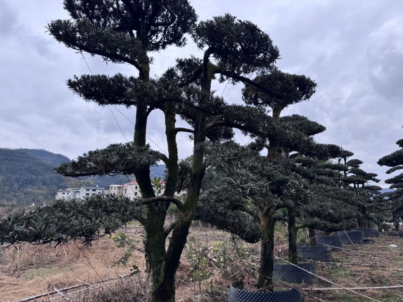 树径20-35cm罗汉松造型树，价格面议