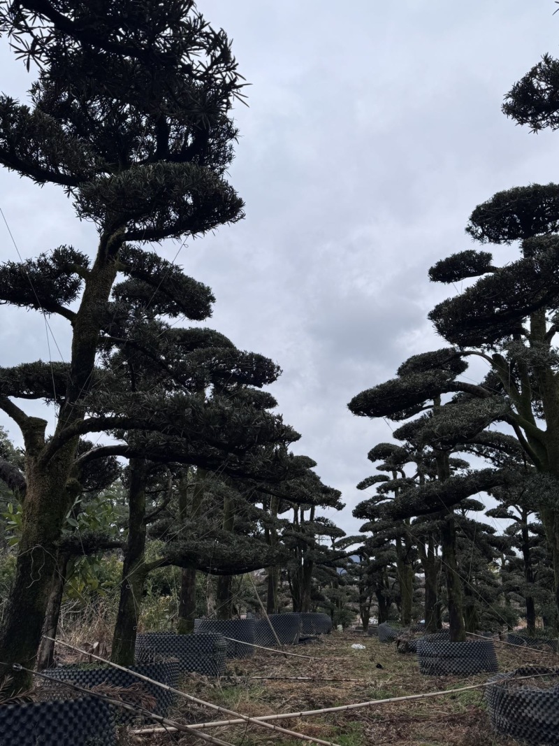 树径20-35cm罗汉松造型树，价格面议