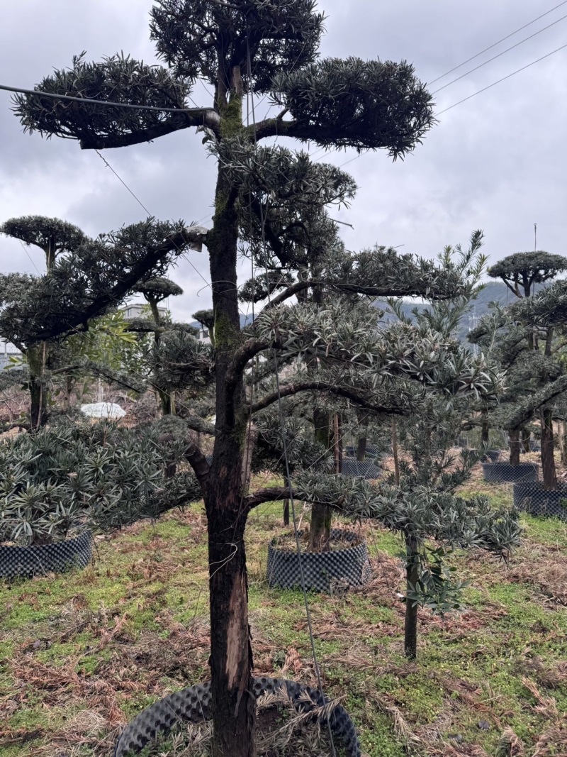 树径20-35cm罗汉松造型树，价格面议