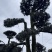 树径20-35cm罗汉松造型树，价格面议