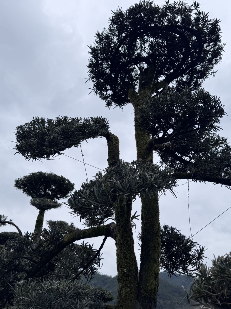 树径20-35cm罗汉松造型树，价格面议