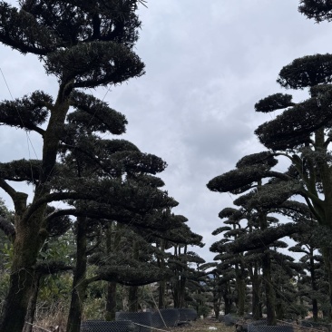 树径20-35cm罗汉松造型树，价格面议