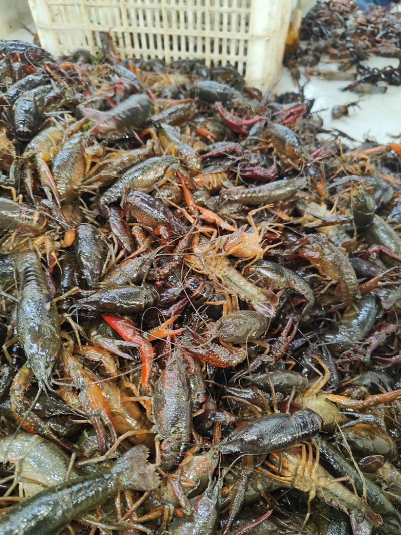 小龙虾