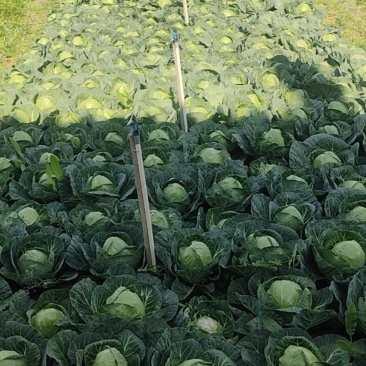铁头，包菜