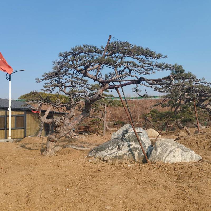 造型松造型黑松油松