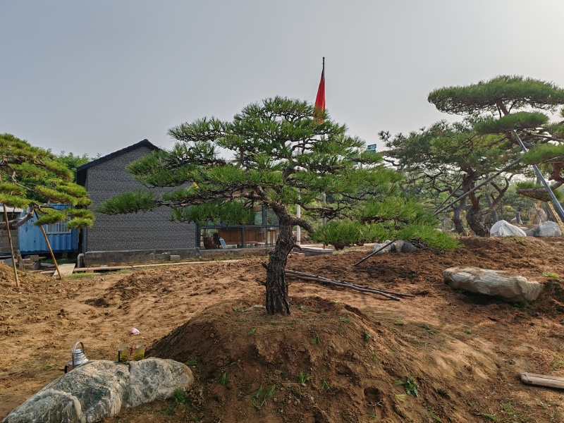 造型松造型黑松油松