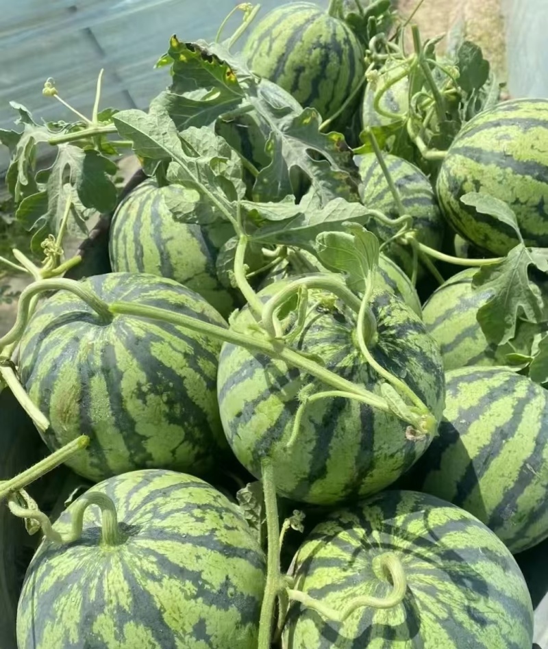 精品麒麟西瓜河南夏邑西瓜产地直发实力代办货量充足