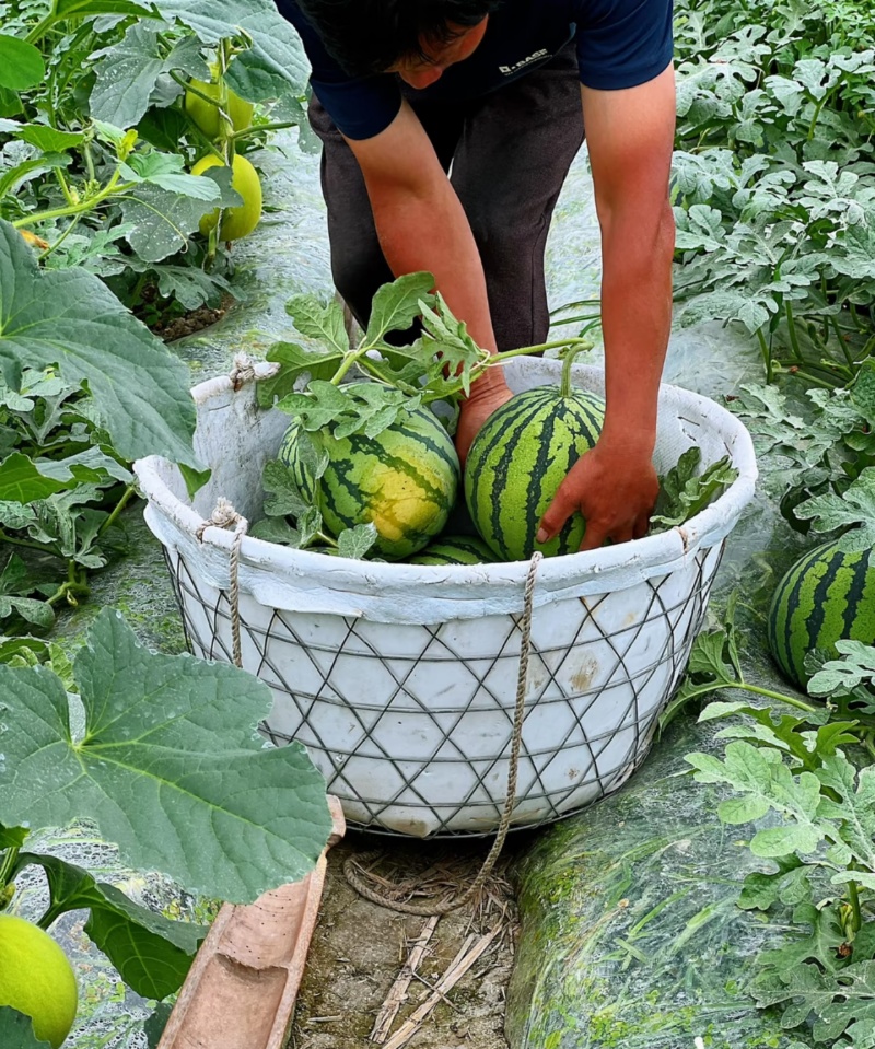 精品麒麟西瓜河南夏邑西瓜产地直发实力代办货量充足