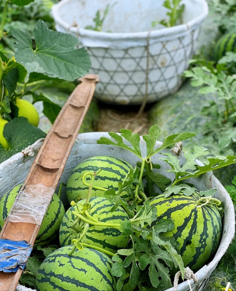 精品麒麟西瓜河南夏邑西瓜产地直发实力代办货量充足