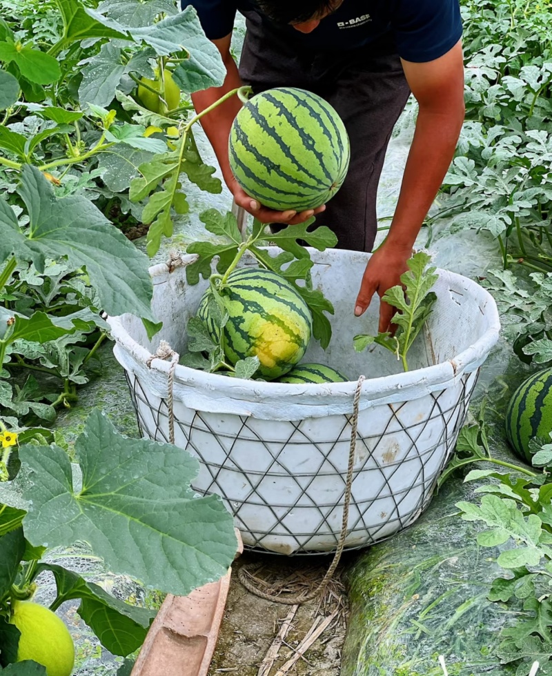 精品麒麟西瓜河南夏邑西瓜产地直发实力代办货量充足