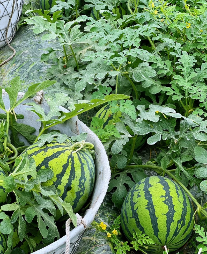 精品麒麟西瓜河南夏邑西瓜产地直发实力代办货量充足