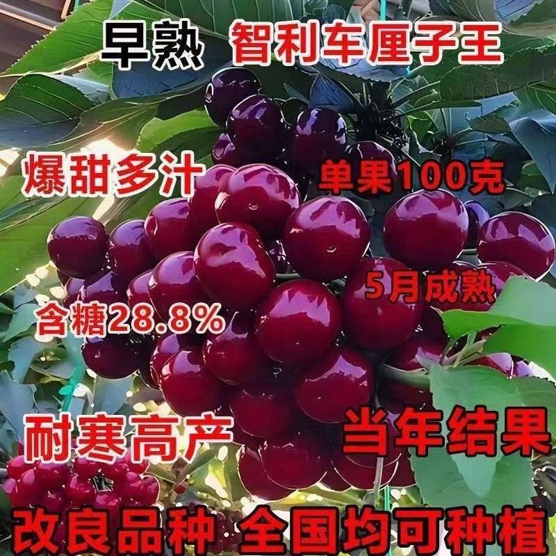 樱桃树苗俄罗斯8号车厘子黑珍珠包品种包技术指导